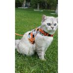 Kaçış Önleyici Kedi Gezdirme Tasması ve Küçük Irk Köpek Gezdirme Tasması - Turuncu