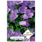 Kadeh - Çan (campanula L.) Çiçek Tohumu 100 Adet