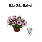 Kadınlar Gününe Özel Açık Pembe Askılı Petunya Çiçeği-Bitkisi Helen Saksı Hediyeli