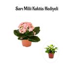 Kadınlar Gününe Özel Açık Pembe Kalanşo-Emel Hanım Çiçeği Sarı Milli