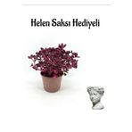 Kadınlar Gününe Özel Çingene Şalvarı Çiçeği Hele Saksı Hediyeli