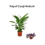 Kadınlar Gününe Özel Hediyelik Beyaz Barış Çiçeği Sarı Milli Kaktüs Hediyeli