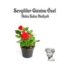 Kadınlar Gününe Özel Hediyelik Kırmızı Renk Gül Fidanı Helen Saksı Hediyeli, BTS001NA0347
