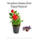 Kadınlar Gününe Özel Hediyelik Kırmızı Renk Gül Fidanı Telgraf Hediyeli, BTS001NU0347016
