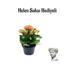 Kadınlar Gününe Özel Hediyelik Turuncu Kalanşo Çiçeği Helen Saksı Hediyeli, SRD30012025BYB759