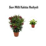Kadınlar Gününe Özel Kırmızı Bodur Zakkum Fidanı Sarı Milli Kaktüs Hediyeli