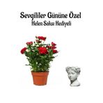 Kadınlar Gününe Özel Kırmızı Renk Bodur Gül Fidanı Helen Saksı Hediyeli, SRD30012025BYB921
