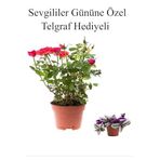 Kadınlar Gününe Özel Kırmızı Renk Bodur Gül Fidanı Telgraf Hediyeli, BTS001NU0333002