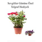 Kadınlar Gününe Özel Kırmızı Renk Bodur Gül Fidanı Telgraf Hediyeli, SRD30012025BYB676