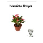 Kadınlar Gününe Özel Kırmızı Renk Milii Dikenler Tacı Çiçeği Helen Saksı Hediyeli, SRD30012025BYB894