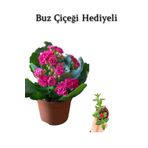 Kadınlar Gününe Özel Pembe Renk Kalanşo-Emel Hanım Buz Çiçeği Hediyeli, SRD30012025BYB858