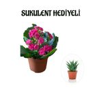 Kadınlar Gününe Özel Pembe Renk Kalanşo-Emel Hanım Çiçeği Sukulent Hediyeli