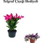 Kadınlar Gününe Özel Pembe Renk Yılbaşı Çiçeği-Kaktüsü Telgraf Hediyeli