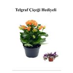 Kadınlar Gününe Özel Turuncu Renk Kalanşo-Emel Hanım Çiçeği Telgraf Hediyeli, SRD30012025BYB763