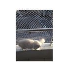 Kadir Tarım 2 X 4 Metre Kedi Koruma Filesi Kedi Filesi Balkon Filesi 1 Mm Kedi Güvenlik Filesi