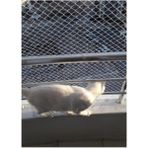 Kadir Tarım Kadirtarım 2 x 4 Metre Kedi Koruma Filesi Kedi Filesi Balkon Filesi 1 mm Kedi Güvenlik Filesi - Renkli