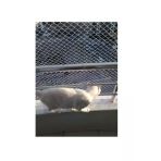 Kadirtarım 2 X 30 Metre Kedi Koruma Filesi Kedi Filesi Balkon Filesi 1 Mm Kedi Güvenlik Filesi