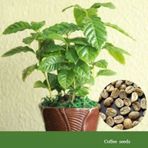 Kahve Ağacı Tohumu Çiçek Tohumu 5 Tohum + Saksı + Toprak +