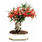 Kahve Bonzai Ağacı Tohumu 5 Tohum + Süpriz Hediye Bonsai Tohumu