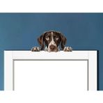 Kahverengi Beyaz Benekli Kısa Tüylü Pointer Köpek Duvar Sticker'ı