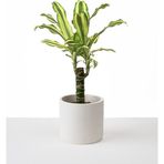 Kaju Creative 2'li Orta Boy Silindir Saksı - Beyaz - Dekoratif Beton Saksı - 13cmx15cm 2 Litre