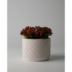 Kaju Creative Dekoratif Beton Saksı - Balık Pulu 8x10 0.25L Küçük Boy Saksı