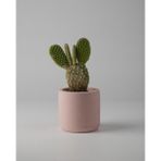 Kaju Creative Dekoratif Beton Saksı - Mini Sukulent - Kaktüs Ve Sukulent Bitkileri 7x7cm Pembe Renkli Saksı