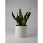 Kaju Creative Dekoratif Beton Saksı – Orta Boy – 15X13CM | 2 L - Renk ve Mermer Deseni Seçenekleriyle - Silindir - Beyaz