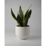 Kaju Creative Dekoratif Beton Saksı – Orta Boy – 15X13CM | 2 L - Renk ve Mermer Deseni Seçenekleriyle - Yuvarlak - Beyaz