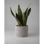 Kaju Creative Dekoratif Beton Saksı WAVY - Gri / Beyaz 11x14CM - 1L