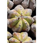Kakteen Notizbuch Sukkulenten Fotoalbum Kaktus Zeichenbuch Agaven Skizzenbuch Zimmerpflanzen Kaktusarten Pflanzenpflege Geschenkbuch Kaktusblüten ... Bullet Journal Euphorbia Tagebuch A06A