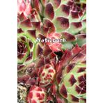 Kakteen Notizbuch Sukkulenten Fotoalbum Kaktus Zeichenbuch Agaven Skizzenbuch Zimmerpflanzen Kaktusarten Pflanzenpflege Geschenkbuch Kaktusblüten ... Bullet Journal Euphorbia Tagebuch A10A