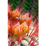 Kakteen Notizbuch Sukkulenten Fotoalbum Kaktus Zeichenbuch Agaven Skizzenbuch Zimmerpflanzen Kaktusarten Pflanzenpflege Geschenkbuch Kaktusblüten ... Bullet Journal Euphorbia Tagebuch A21A