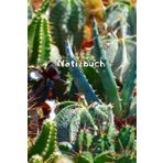 Kakteen Notizbuch Sukkulenten Fotoalbum Kaktus Zeichenbuch Agaven Skizzenbuch Zimmerpflanzen Kaktusarten Pflanzenpflege Geschenkbuch Kaktusblüten ... Bullet Journal Euphorbia Tagebuch A22A