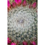 Kakteen Notizbuch Sukkulenten Fotoalbum Kaktus Zeichenbuch Agaven Skizzenbuch Zimmerpflanzen Kaktusarten Pflanzenpflege Geschenkbuch Kaktusblüten ... Bullet Journal Euphorbia Tagebuch A25A