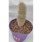 Kaktüs-12 Cm Saksı-Boy 10 Cm-Ref 04H/411