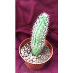 Kaktüs-18g/56-8,5 Cm Saksı