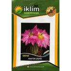 Kaktüs Çiçeği Tohumu - CRASSULA LYCOPODIOIDES (~ Takribi 50 Tohum)
