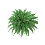 Kaktüs & Sukulent Aşk Merdiveni fujer Nephrolepis Exaltata Eğrelti Otu 15 cm Saksı 30 cm Uzunluk