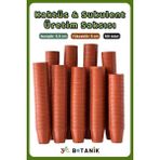 Kaktüs - Sukulent - Bitki Üretim Saksısı, 5,5 Cm, 100 Adet