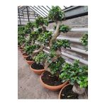 Kaktüs & Sukulent Bonsai Ağaç Bitki S Gövde Shape 80 Cm