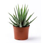 Kaktüs Sukulent Haworthia Fasciata Yılan Derisi Zebra