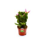 Kaktüs & Sukulent Yılbaşı Kaktüsü Çiçeği -pembe Renk Çiçek Açar 8,5 cm Saksıda-15 cm schlumbergera