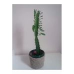 Kaktüs (uzayan Kaktüs, Süt Ağacı Kaktüsü, Euphorbia)