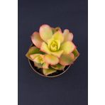 kaktuskent Aeonium Kivi Sukulent
