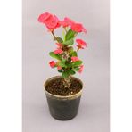 kaktuskent Euphorbia Milii