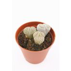 kaktuskent Lithops Taş Kaktüs