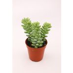 kaktuskent Sedum Burrito Sukulent