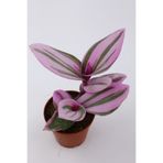 kaktuskent Tradescantia Nanouk Telgraf Çiçeği Fidanı 10-20 cm Pembe