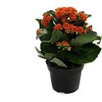 Kalanchoe Calandiva 'Orange' (Kalanşo Çiçeği)